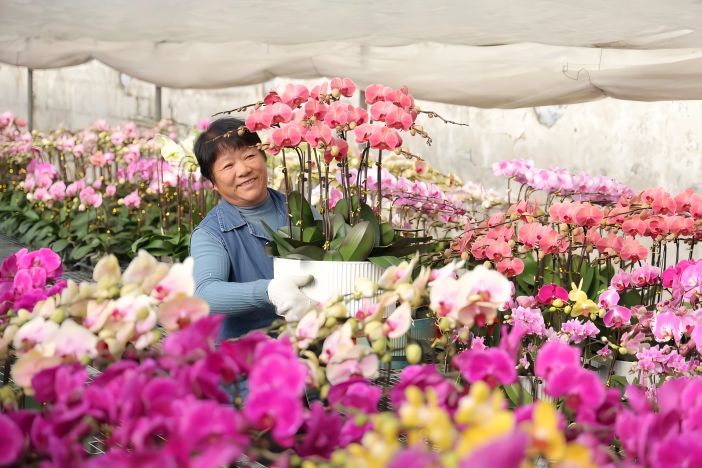 枣庄：年宵花 迎新春